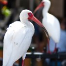 American Ibis