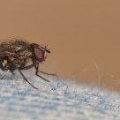 mouche