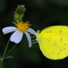 Tree-spot Grass Yellow