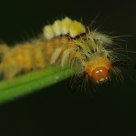 Worm