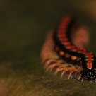 Polydesmus species