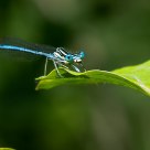 Libellula Blu