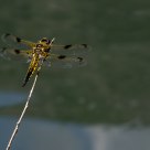 Libellula d'oro