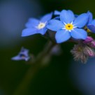 Forget-me-not