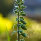 Foxglove