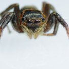 Little Spider