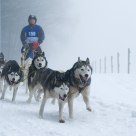 Snowdogs