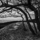 Diverge - Back to nature