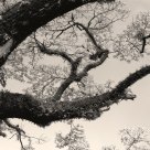 Branch