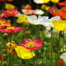 Flowers bloom