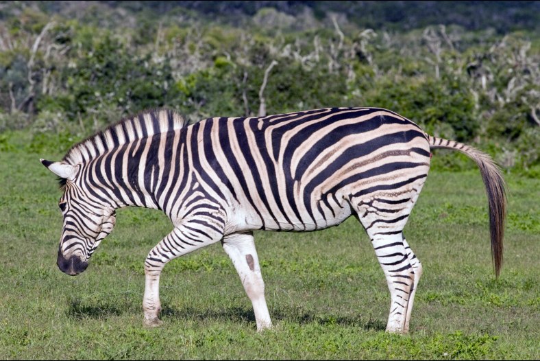 Prancing Chapman's Zebra