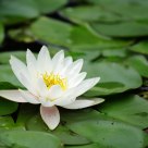 Water lily