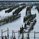 Mussels farm