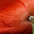 Poppy backside