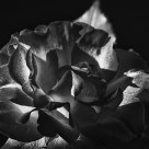 Black Rose