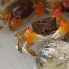 Red Crab