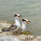 Little Terns - Synchronised!