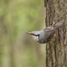 Sitta europaea / Eurasian Nuthatch. Collect food for their children