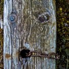 From the log drivers' station