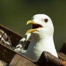Gull on an old tractor