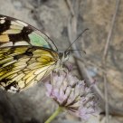 Mariposa en pose elegante.