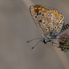 Mariposa inclinada.