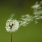 Wind !  Taraxacum officinale/ Dandelion