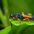Larvae of ladybird