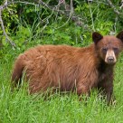Brown Bear