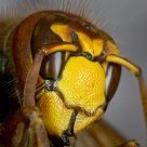 Hornet