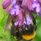 Bee collecting nectar