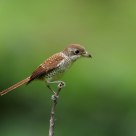 Tiger Shrike on a stick