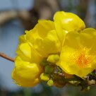 Blossom