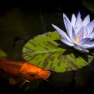 In the Pond