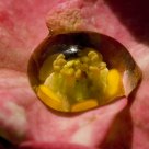 one drop 