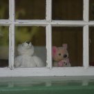 zoo's window