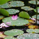 Fallen Lotus 