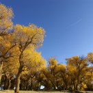 Golden Poplar