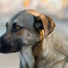Stray Dog On The Beach