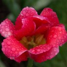 Dew drops
