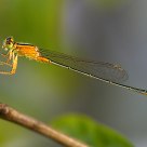 Damselflies