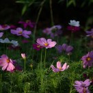 The sunset of cosmos