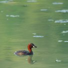 Little Grebe