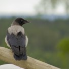 Corvus cornix / Hooded Crow