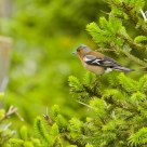 Fringilla coelebs / Chaffinch
