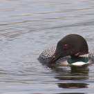First Loon of 2012