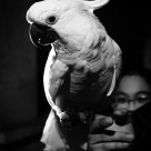Parrot