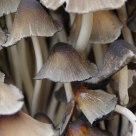 Mushrooms
