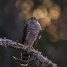Eurasian Sparrowhawk