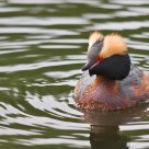 Horned Grebe